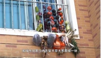 东北小伙儿网购冰箱给水果“解冻”引热议 网友：“同款妈…..”