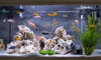 家居風(fēng)水：家中該養(yǎng)幾條魚(yú)