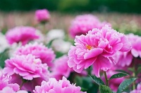 再貴也要買的4種花，擺在家里鎮(zhèn)宅旺財，有錢人不會告訴你！