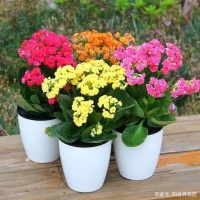 11月，這3種花趕緊“修剪”，剪完后蹭蹭長不停，錯過再等一年