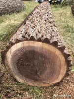 黑胡桃，绽放岁月之美