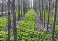 2030年我国林下经济总产值将达1.3万亿元