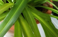 净化甲醛其实这几种绿植更好，绿萝都排不上号