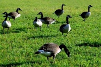 优越的地理位置，造就全球最好的加拿大鹅绒