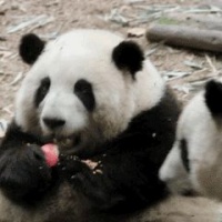 萌翻全網(wǎng)的大熊貓，居然還有一座光伏發(fā)電站？