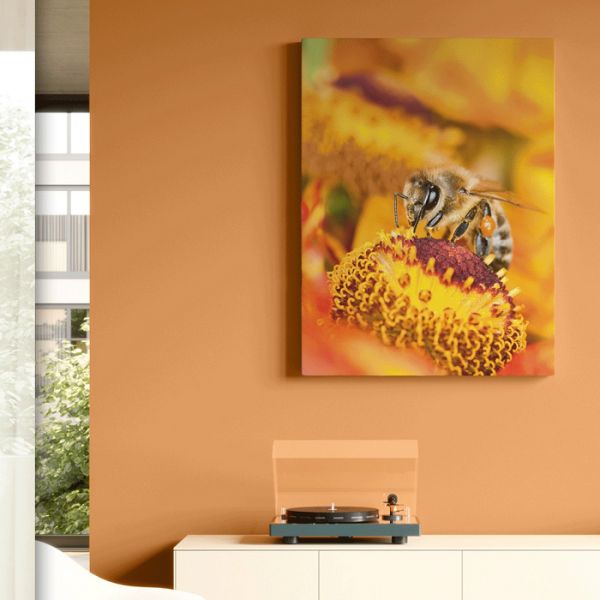 莱茵之珠系列墙面漆的功能特点