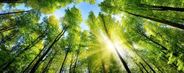 廿九風(fēng)華，啟航新篇丨圣象榮獲“連續(xù)十年中國地板銷量第一”市場地位認(rèn)證