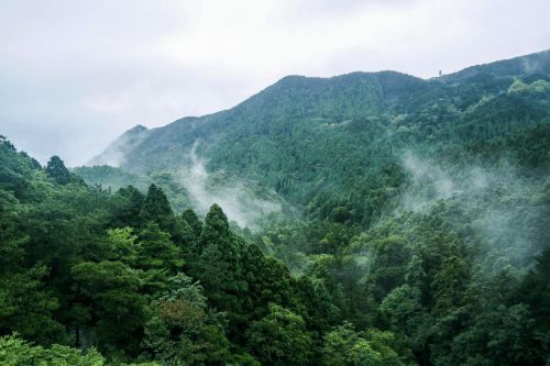 多角度協同發(fā)力，大自然家居實現實木地板銷量六連冠