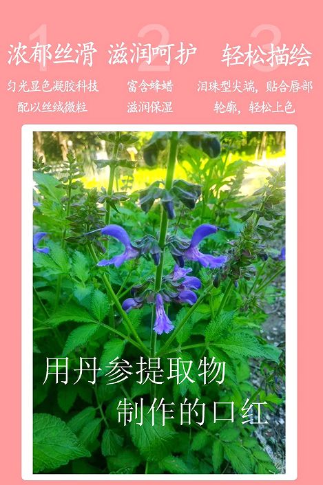 丹參口紅