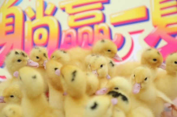 金粉節(jié)活動圖片
