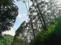 万象家具板：尤加利实木板丨森氧新境界 触得到的自然质感