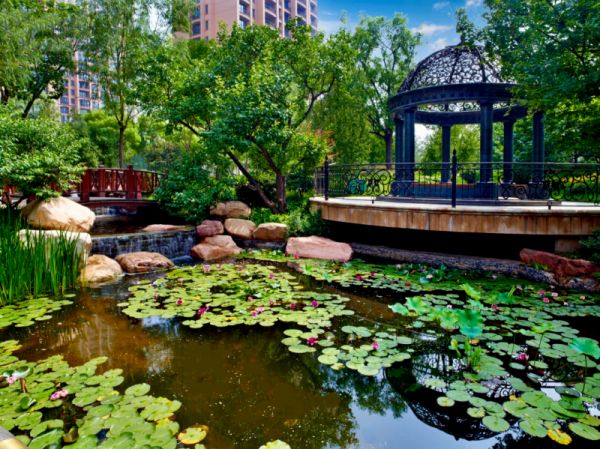 Lotus Flowers at Xinghe Bay