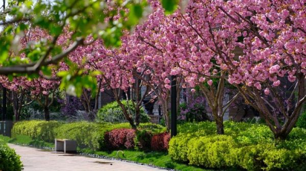 Seasonal Flowers and Trees at Xinghe Bay