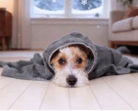 告别冬日宠焦虑，大金中央空调温暖洁净宠家