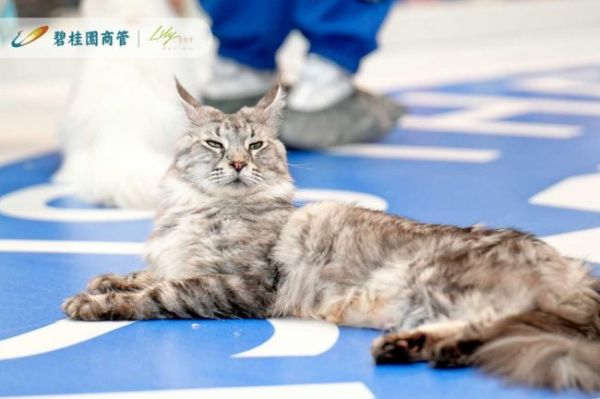 撸猫事务所的猫咪互动区