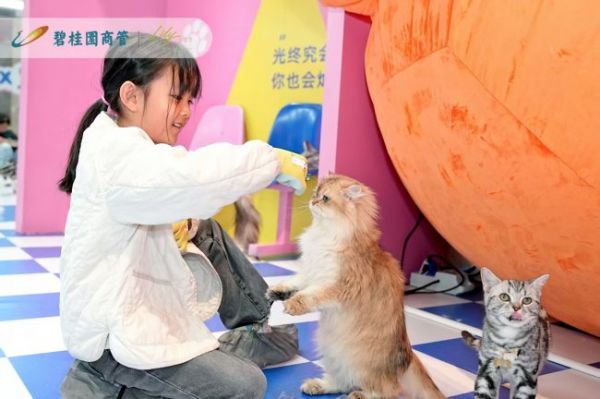 撸猫事务所的网红打卡点