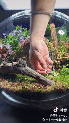 春日花海缸造景过程