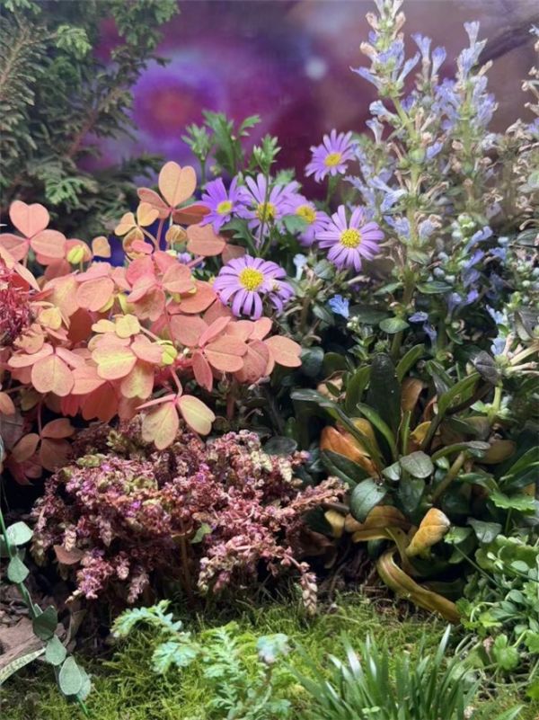 春日花海缸造景细节