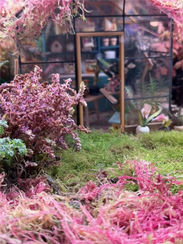 春日花海缸中的生态系统