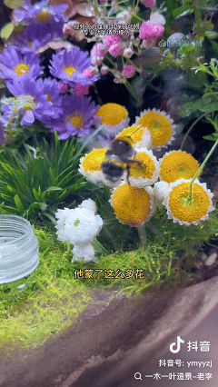 一木一叶造景-老李的抖音作品