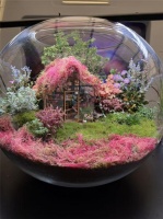 春日造景：老李花海生态缸，春意盎然