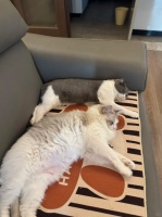 猫毛泛滥？吸入肺里怎么办？扫地僧实测根治妙招！