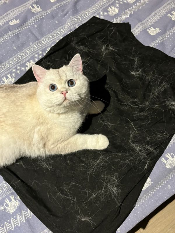 猫毛困扰示例图
