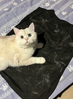 自集尘吸尘器，告别衣物猫毛困扰