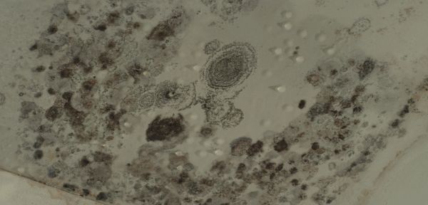 Water stains and mildew on walls